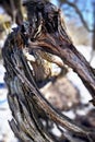 Close-up of the clumsy cracked and twisted tree trunk. Weird tree branch form against a blurred background Royalty Free Stock Photo