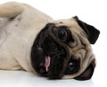 Close up of a clumsy pug laying down Royalty Free Stock Photo