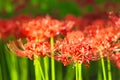 Cluster amaryllis flowers