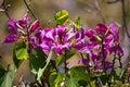 Close up of beautiful blooming Hong Kong Orchid Tree Monrovia purple flowers