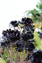 Close up of a cluster of black Aeonium in Balbo Park, San Diego, California