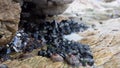 Close up of a cluster of black mussels on a rock