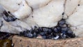 Close up of a cluster of black mussels on a white rock Royalty Free Stock Photo