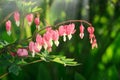 Close up of a cluster of bleeding hearts growing in the spring.Dicentra spectabilis in the garden Pretty pink bleeding heart Royalty Free Stock Photo