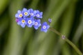 Close up of cluster of blue and yellow forget me nots flowers