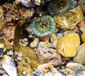 Close up of cluster of colorful sea anemone, black turban snail and muscles at the tide pool in Laguna Beach California. Colorful