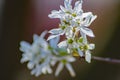 Close-up of a Cluster of Downy Serviceberry Flowers