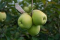 Close up of cluster of golden delicious apples