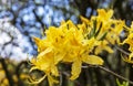 Close-up cluster of golden flowers of Japanese Azalea.