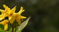 A close-up of a cluster of golden yellow iris flowers