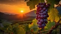 Close-up of a cluster of grapes with background, vine leaves, sunset.