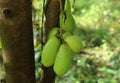 Close up of a cluster of green bilimbi fruit hanging