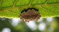 Close-up of a cluster of insect eggs attached to the underside of a vibrant green leaf, nature\'s cycle Royalty Free Stock Photo