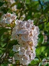 Close up of a Cluster of Mountain Laurel, Kalmia latifolia Royalty Free Stock Photo