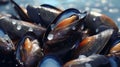 A close-up of a cluster of mussels Royalty Free Stock Photo