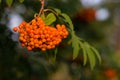 Cluster of orange rowan berries