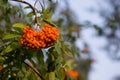 Cluster of orange rowan berries