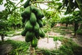 Close up on a cluster of papayas