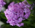 A close up of a cluster of pink phlox. Blooming flowers