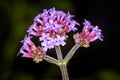 Close up of cluster of pink verbena flowers