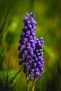 Close-up of a cluster of purple flowers standing out against a lush green field of grass