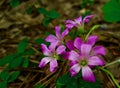 Macro of a cluster of purple flowers