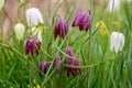 Close up of a cluster of purple snake`s head fritillaries