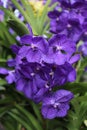 Close Up of Purple Vanda Orchid Flowers Royalty Free Stock Photo