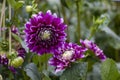 Close-up of a cluster of purple and white dahlias in the garden