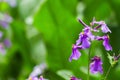 Close up of a cluster of purple wildflowers are blooming in the garden.