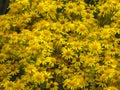 Ragwort Flowers close up