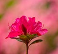 Close-up of a Cluster of Red Azalea Wildflowers