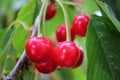 Cluster of red cherries hanging from the tree before collecting Royalty Free Stock Photo