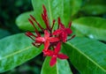 Close-up of a cluster of red Chinese ixora flowers with water droplets glistening on petals