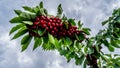 Close up of a cluster of ripe cherries