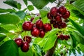 Close up of a cluster of ripe cherries