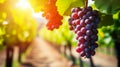 Close up of a cluster of ripe grapes hanging on a vine in a picturesque vineyard setting