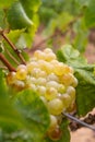 Cluster of ripe white grapes