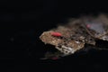 red springtails arthropods reptiles isopods microfauna detritivore reptile, ecosystem pancrustae sp red thai collembola Royalty Free Stock Photo