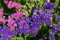 Close up of cluster of tiny purple flowers