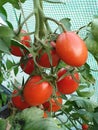 Close-up of a cluster of tomatoes Royalty Free Stock Photo