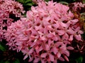 Cluster of tropical pink santan flowers, or santan ixora