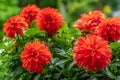 Close up of a cluster of vibrant red Dahlia flowers Royalty Free Stock Photo