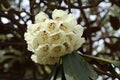 Close up of a cluster of white blossoms