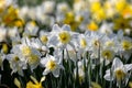 Close up of cluster of white daffodils against a background of yellow daffodils