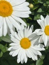 Close-up of a cluster of white flowers with vibrant yellow centers.