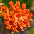 Close up of a cluster of wild Asclepias tuberosa, the butterfly weed, a species of milkweed native to eastern and southwestern