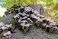 Wild mushrooms