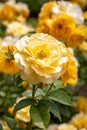 Close-up of cluster of yellow Julia Childs hybrid floribunda roses in selective focus in garden