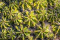 Close-Up of Clustering Barrel Cactus Plant Royalty Free Stock Photo